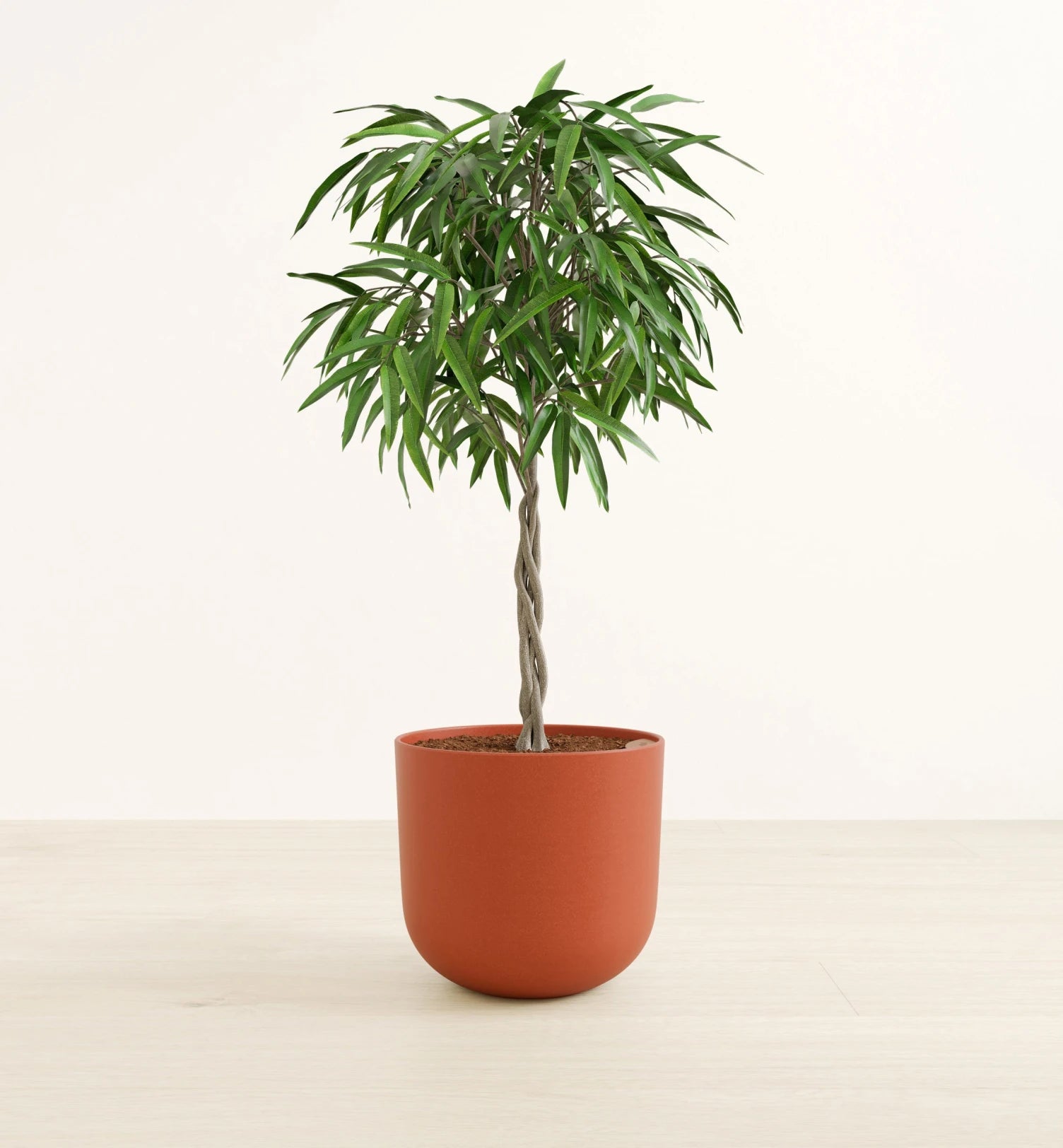 Ficus Alii