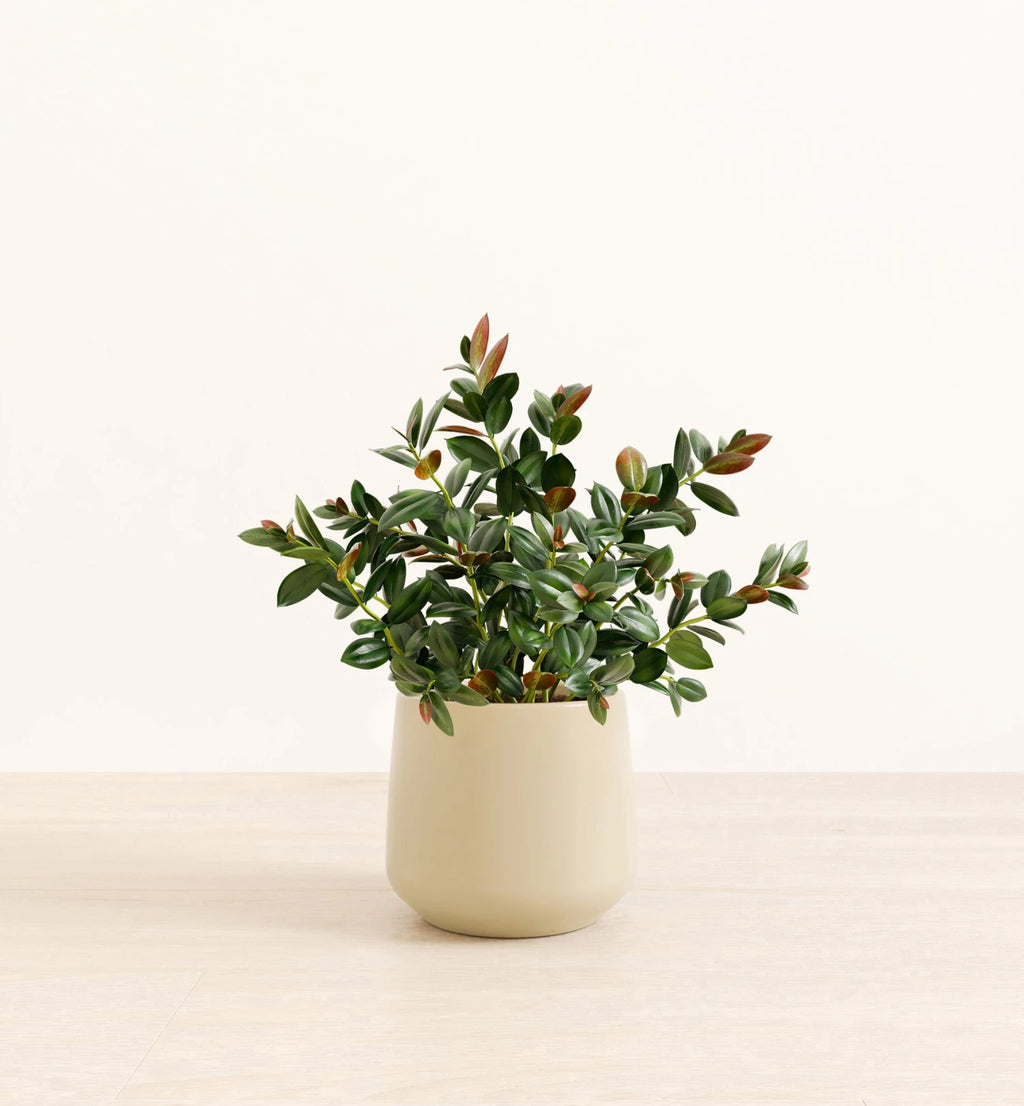 Goldfish Plant