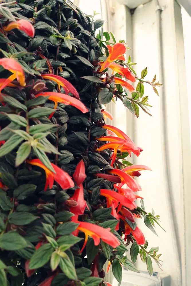 Goldfish Plant
